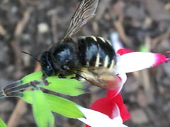 Xylocopa tabaniformis parkinsoniae