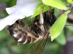 Xylocopa tabaniformis parkinsoniae