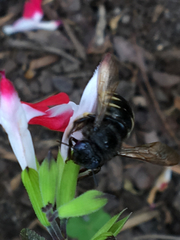 Xylocopa tabaniformis parkinsoniae