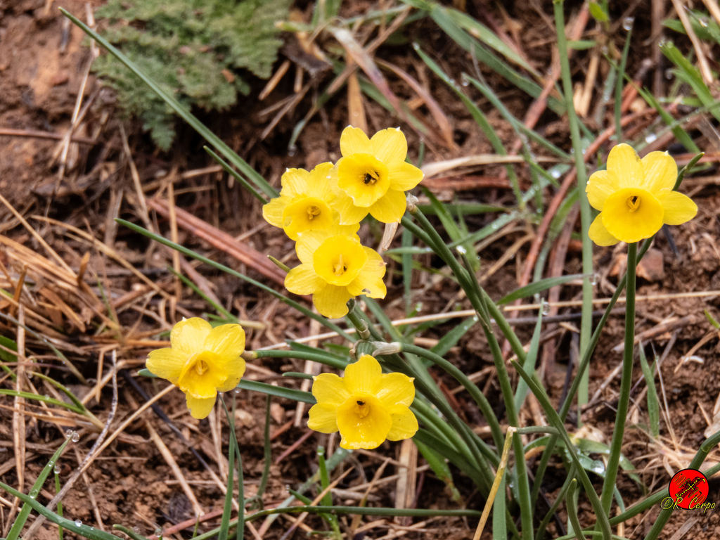 daffodils from Málaga, Spain on March 23, 2016 at 1119 AM by Godo