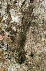 Lichenose Leaf-Tailed Gecko photo 5