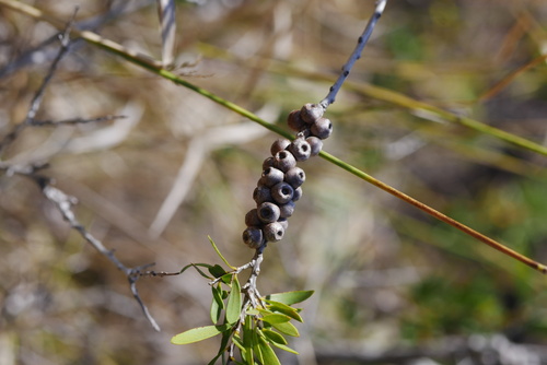 Callistemon hemistictus, 2023-06-30