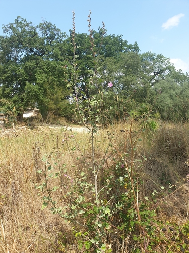 Image of Malva olbia by (c) Clément Maouche, some rights reserved (CC BY)