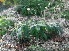 Rhytidophyllum leucomallon