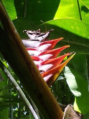 Heliconia caribaea