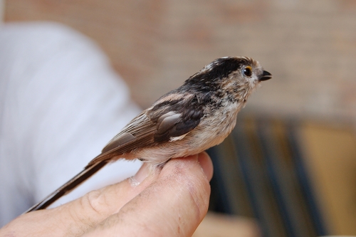 Aegithalos caudatus