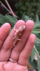 Hemidactylus turcicus