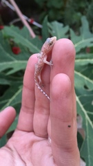 Hemidactylus turcicus