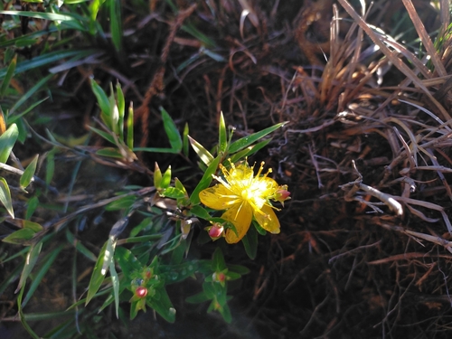 Hypericum nagasawae (Hypericum nagasawae)