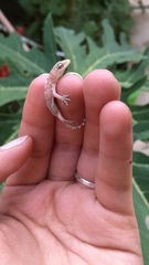 Hemidactylus turcicus