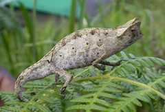Brookesia superciliaris