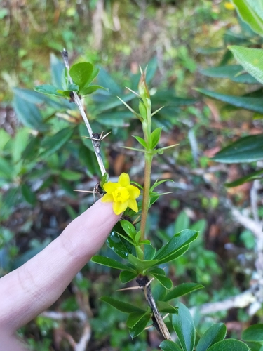 Image of Berberis morrisonensis by (c) Yu-Chang Chen, some rights reserved (CC BY)