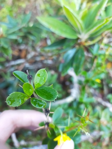 Image of Berberis morrisonensis by (c) Yu-Chang Chen, some rights reserved (CC BY)