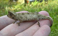 Brookesia superciliaris