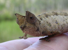 Brookesia superciliaris
