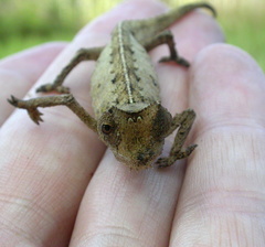 Brookesia superciliaris