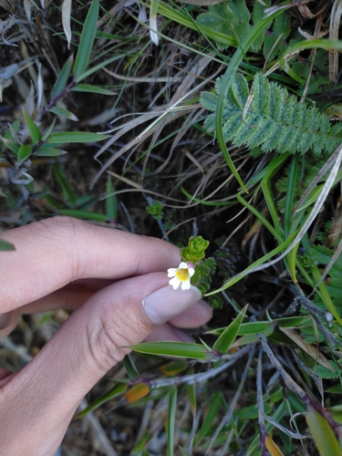 Image of Euphrasia transmorrisonensis by (c) Yu-Chang Chen, some rights reserved (CC BY)