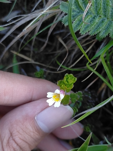 Image of Euphrasia transmorrisonensis by (c) Yu-Chang Chen, some rights reserved (CC BY)