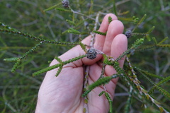 Melaleuca crossota