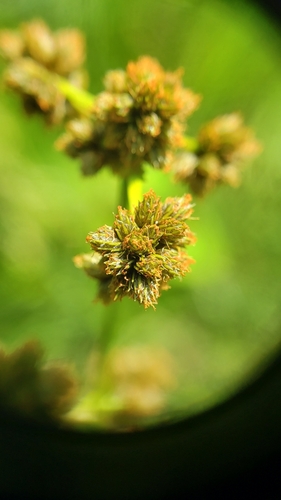 Scirpus hattorianus iNat (3)
