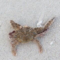 Achelous spinimanus