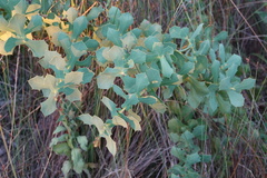 Hakea prostrata