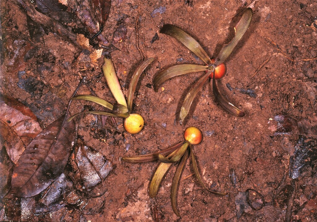Swintonia floribunda (Swintonia floribunda)