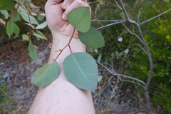 Eucalyptus rudis