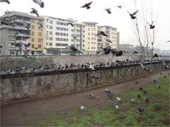 Columba livia domestica
