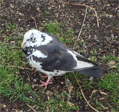 Columba livia domestica