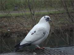 Columba livia domestica