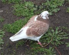 Columba livia domestica