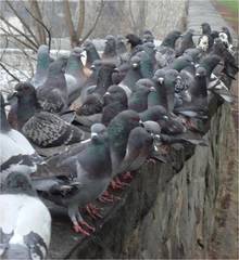 Columba livia domestica