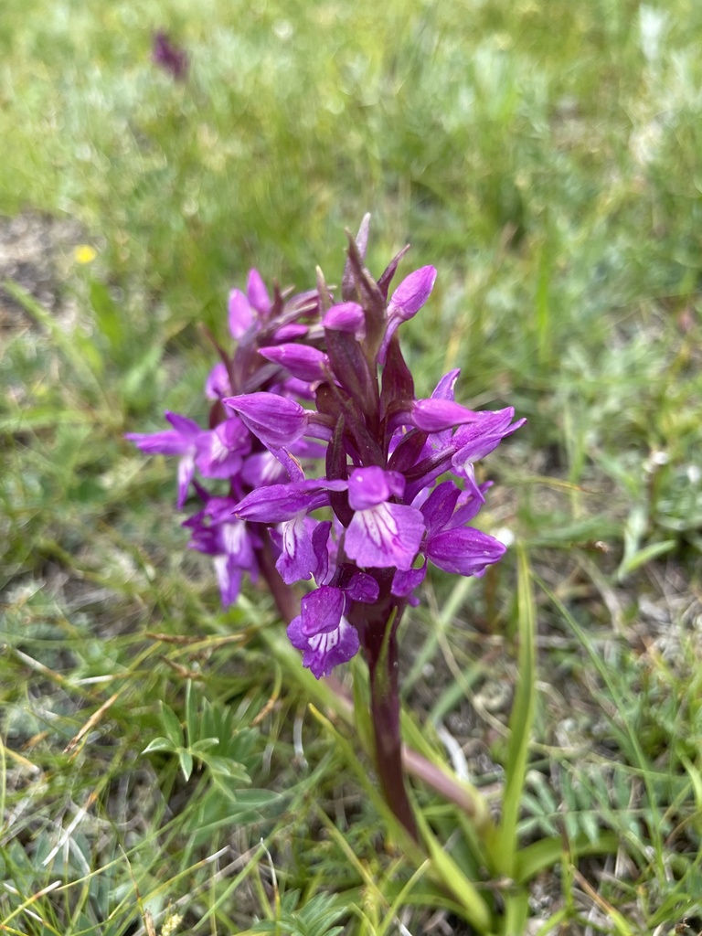 Dactylorhiza salina (Turcz. ex Lindl.) Soó