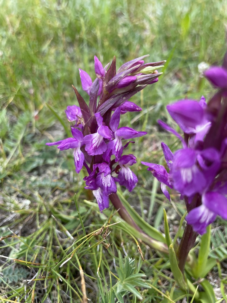 Dactylorhiza salina (Turcz. ex Lindl.) Soó 2