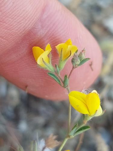 Hairy Bird's-foot-trefoil (Lotus castellanus)
