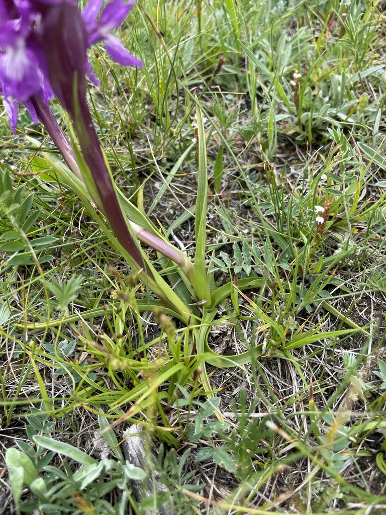 Dactylorhiza salina (Turcz. ex Lindl.) Soó 3