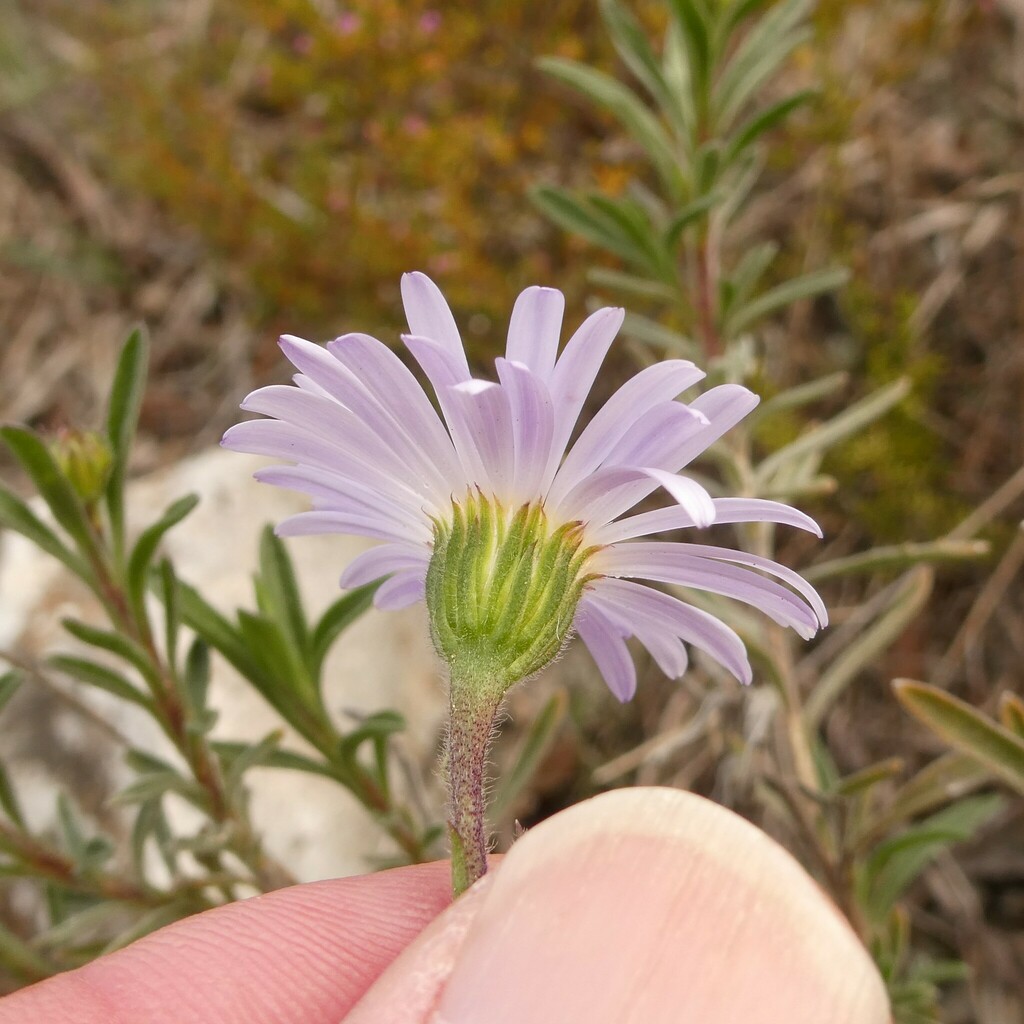 Deep Raspberry Daisies Rasp Daisy-bush from Burdett SA 5253, Australia on June 30, 2023 at 01: ...