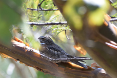 Chordeiles acutipennis