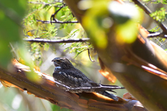 Chordeiles acutipennis