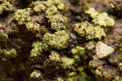 Acarospora schleicheri