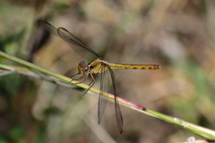 Erythrodiplax funerea