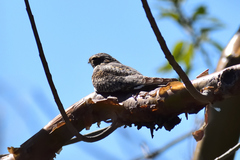 Chordeiles acutipennis