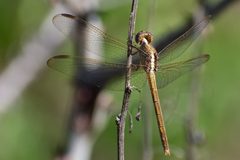 Erythrodiplax funerea