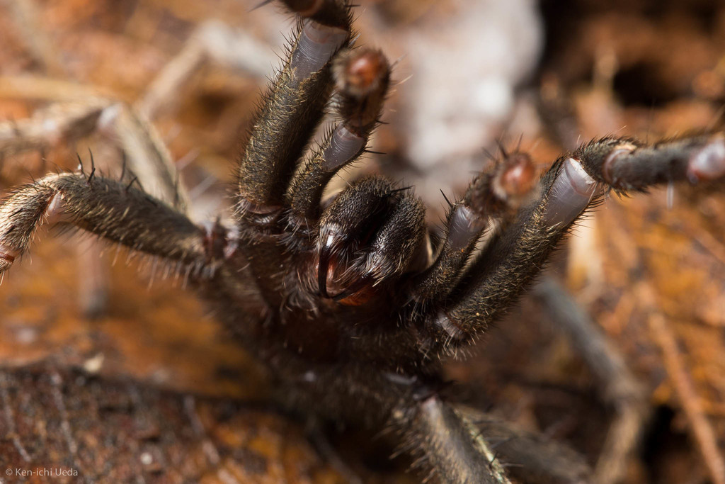 False Tarantula from Mount Diablo State Park, Contra Costa, California ...