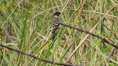 Sporophila morelleti morelleti
