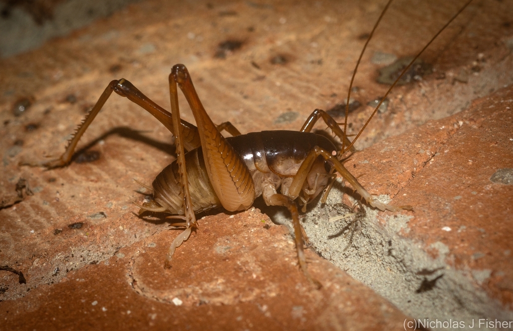 Wētā and King Crickets from Tamborine Mountain QLD 4272, Australia on