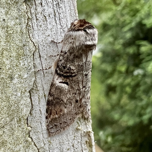 Linden Prominent photo 3