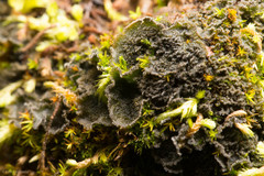 Leptochidium albociliatum