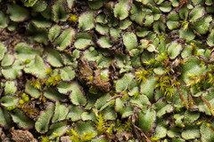 Targionia hypophylla